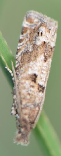 Réf. 213 283 : Pelochrista fusculana